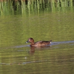 Aythya australis at Goulburn, NSW - 22 Feb 2024 06:30 PM