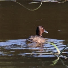 Aythya australis at Goulburn, NSW - 22 Feb 2024