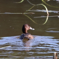 Aythya australis at Goulburn, NSW - 22 Feb 2024