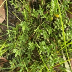 Gonocarpus tetragynus (Common Raspwort) at Kambah, ACT - 29 Feb 2024 by mcosgrove