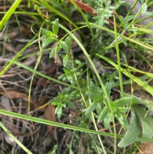 Gonocarpus tetragynus at Kambah, ACT - 29 Feb 2024 08:44 AM