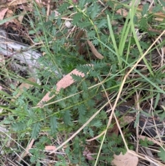 Acaena x ovina (Sheep's Burr) at Kambah, ACT - 29 Feb 2024 by mcosgrove