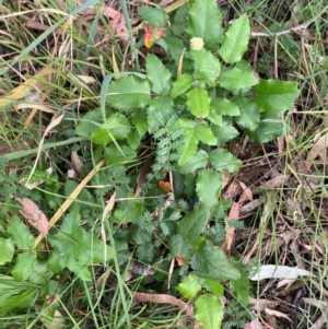 Berberis aquifolium at Kambah, ACT - 29 Feb 2024