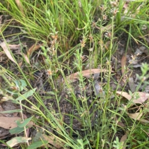 Pimelea curviflora var. gracilis at Kambah, ACT - 29 Feb 2024