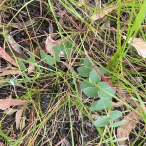 Eucalyptus bridgesiana at Kambah, ACT - 29 Feb 2024 08:49 AM