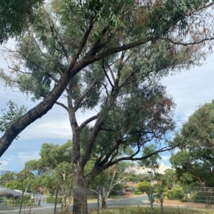 Eucalyptus bridgesiana at Kambah, ACT - 29 Feb 2024