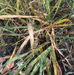 Phalaris aquatica (Phalaris, Australian Canary Grass) at Kambah, ACT - 29 Feb 2024 by mcosgrove