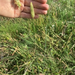 Phalaris aquatica at Kambah, ACT - 29 Feb 2024 08:38 AM