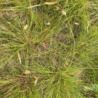 Themeda triandra (Kangaroo Grass) at Kambah, ACT - 28 Feb 2024 by mcosgrove
