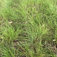 Themeda triandra at Kambah, ACT - 29 Feb 2024 08:42 AM