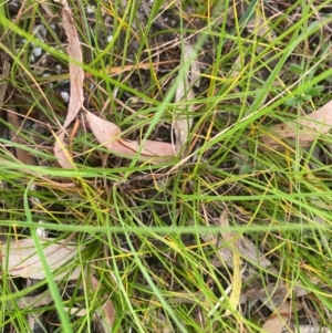 Themeda triandra at Kambah, ACT - 29 Feb 2024 08:42 AM