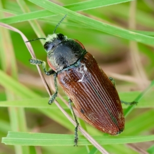 Temognatha variabilis at QPRC LGA - suppressed