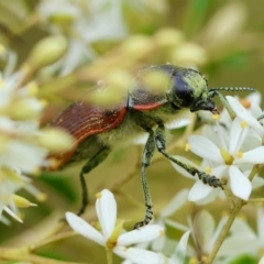 Temognatha variabilis at QPRC LGA - 29 Feb 2024