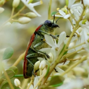 Temognatha variabilis at QPRC LGA - suppressed