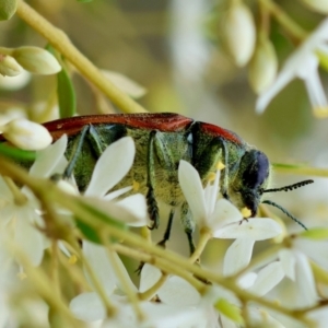 Temognatha variabilis at QPRC LGA - 29 Feb 2024