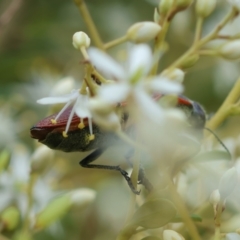 Temognatha variabilis at QPRC LGA - 29 Feb 2024