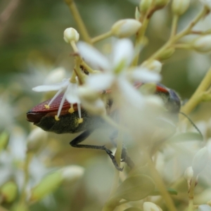 Temognatha variabilis at QPRC LGA - suppressed