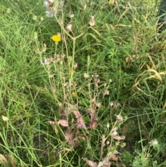 Sonchus oleraceus (Annual Sowthistle) at Kambah, ACT - 29 Feb 2024 by mcosgrove