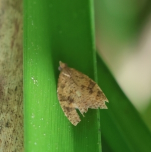 Meritastis ursina at QPRC LGA - suppressed