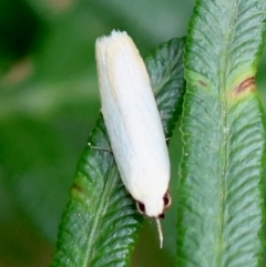 Unidentified Concealer moth (Oecophoridae) at QPRC LGA - 28 Feb 2024 by LisaH