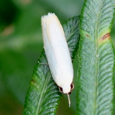 Unidentified Concealer moth (Oecophoridae) at QPRC LGA - 28 Feb 2024 by LisaH