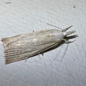 Calamotropha delatalis at Murramarang National Park - 22 Feb 2024 09:13 PM