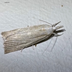Calamotropha delatalis (a Crambid moth (Crambinae)) at Murramarang National Park - 22 Feb 2024 by Pirom