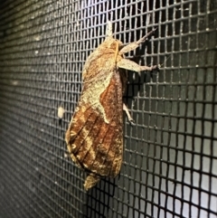 Elhamma australasiae (A Swift or Ghost moth (Hepialidae)) at Murramarang National Park - 19 Feb 2024 by Pirom