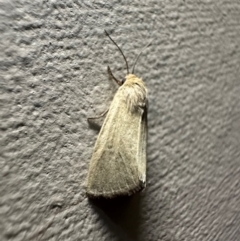 Leucania abdominalis at Murramarang National Park - 19 Feb 2024 09:41 PM