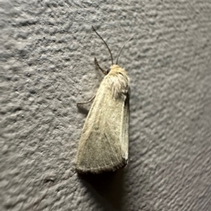 Leucania abdominalis at Murramarang National Park - 19 Feb 2024