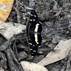 Cruria synopla at Murramarang National Park - 20 Feb 2024