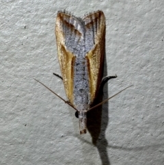 Arotrophora arcuatalis (Banksia Boring Moth) at Pebbly Beach, NSW - 22 Feb 2024 by Pirom