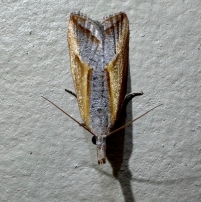 Arotrophora arcuatalis (Banksia Boring Moth) at Pebbly Beach, NSW - 22 Feb 2024 by Pirom