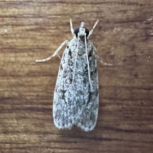 Scoparia (genus) at Murramarang National Park - 22 Feb 2024