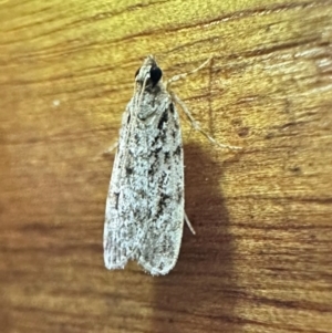 Scoparia (genus) at Murramarang National Park - 22 Feb 2024