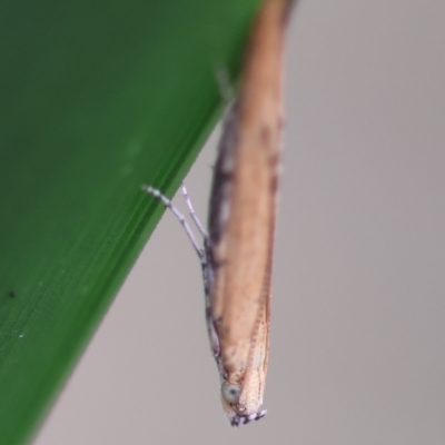 Batrachedra (genus) (The single genus of family Batrachedridae) at Mongarlowe, NSW - 28 Feb 2024 by LisaH