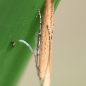 Batrachedra (genus) at QPRC LGA - 29 Feb 2024