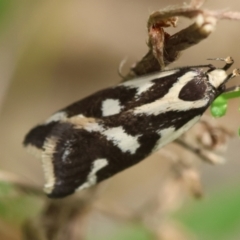 Epithymema incomposita (Chezela group) at Mongarlowe, NSW - 29 Feb 2024 by LisaH