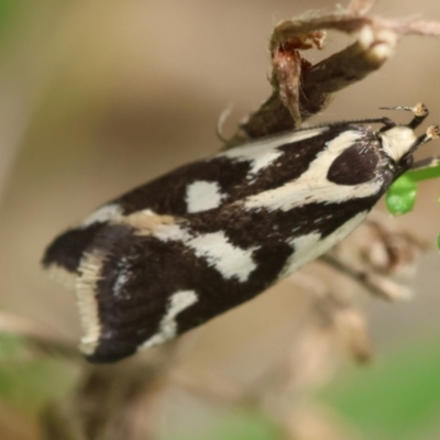 Epithymema incomposita (Chezela group) at Mongarlowe, NSW - 29 Feb 2024 by LisaH