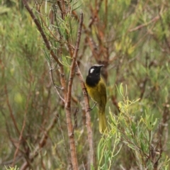 Nesoptilotis leucotis (White-eared Honeyeater) at Tidbinbilla Nature Reserve - 28 Dec 2023 by Rixon