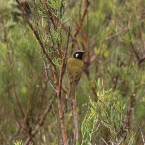 Nesoptilotis leucotis at Tidbinbilla Nature Reserve - 28 Dec 2023