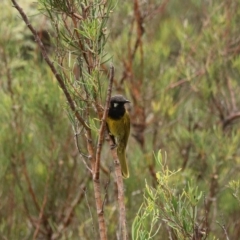 Nesoptilotis leucotis at Tidbinbilla Nature Reserve - 28 Dec 2023