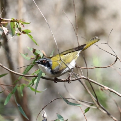 Melithreptus lunatus (White-naped Honeyeater) at Kambah, ACT - 28 Dec 2023 by Rixon