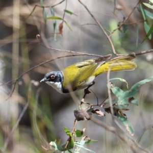 Melithreptus lunatus at Tidbinbilla Nature Reserve - 28 Dec 2023