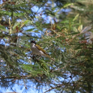 Melithreptus lunatus at Tidbinbilla Nature Reserve - 28 Dec 2023