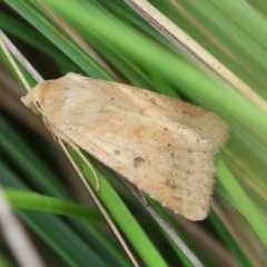 Helicoverpa (genus) (A bollworm) at Mongarlowe River - 29 Feb 2024 by LisaH