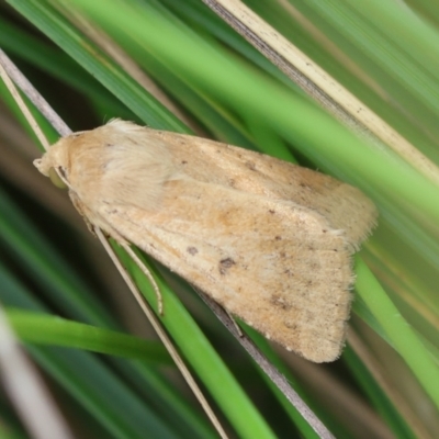 Helicoverpa (genus) (A bollworm) at Mongarlowe, NSW - 29 Feb 2024 by LisaH