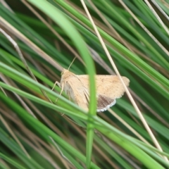 Helicoverpa (genus) at QPRC LGA - suppressed