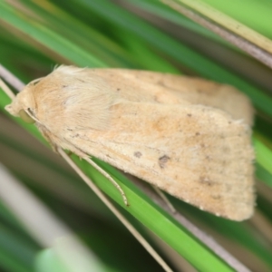 Helicoverpa (genus) at QPRC LGA - suppressed