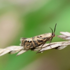 Glyphipterix cyanochalca (A Sedge moth 0r Gem moth (Glyphypterigidae) at QPRC LGA - 29 Feb 2024 by LisaH